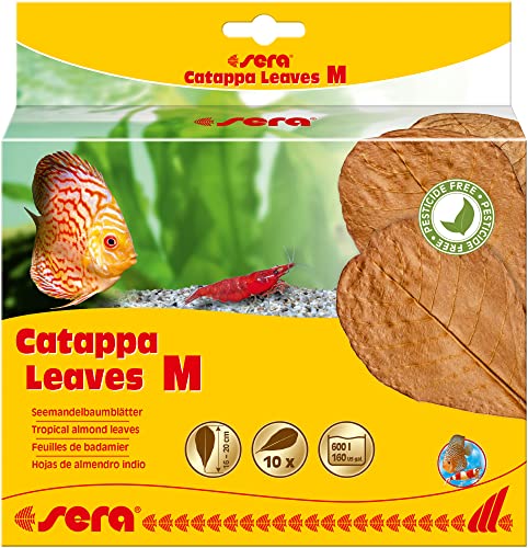 sera Catappa Leaves M 16-20 cm (10 Unidades) – Hojas de almendras Marinas para el Tratamiento Natural del Agua