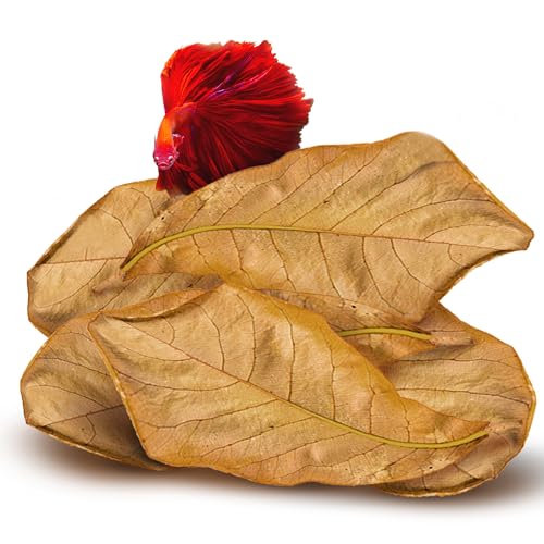 SunGrow Hojas De Catappa Gigante, 10 Pulgadas, Hojas Horneadas Al Sol Para Criar Peces Y Camarones De Acuario Vivos, Paquete De 10