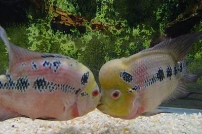 pareja flowerhorn macho y hembra de flower horn