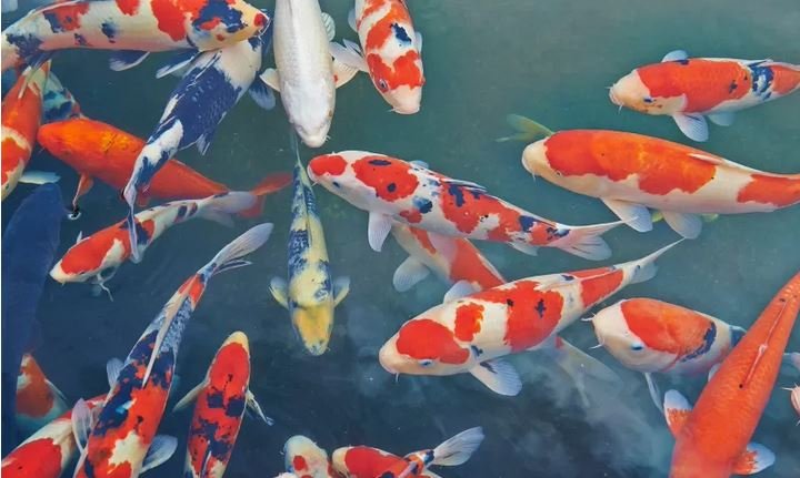 grupo de peces koi