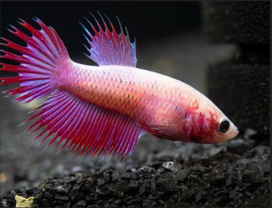 betta cola corona hembra o crowntail betta hembra