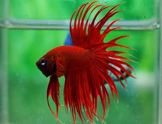 pez betta cola corona rojo o crowntail betta macho rojo