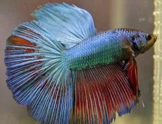 betta delta color azul y rojo