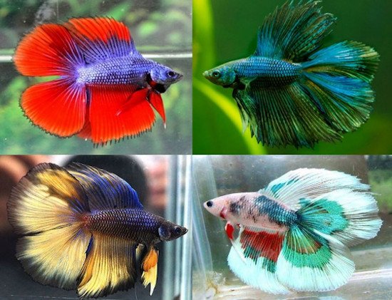 betta doble cola o twin tail betta