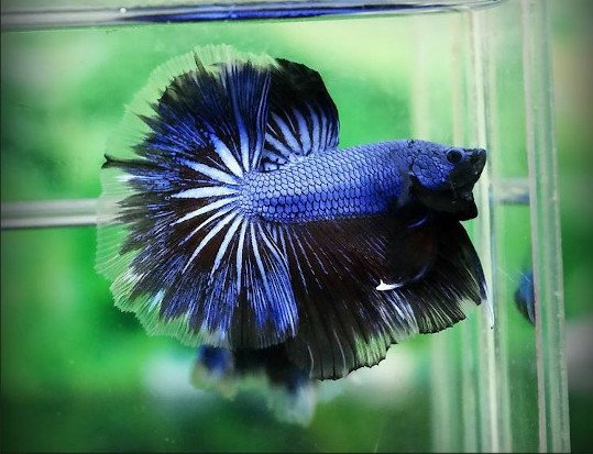 betta dragón azul o escama dragón