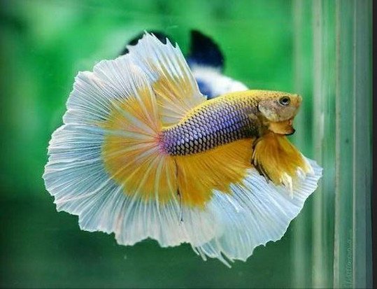 pez betta full moon amarillo y blanco
