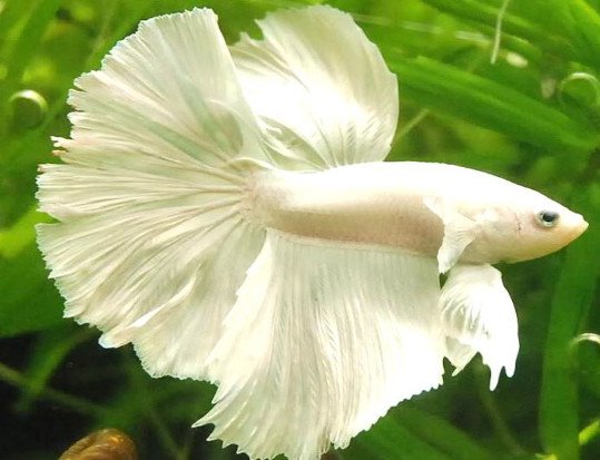 pez betta media luna blanco o half moon blanco