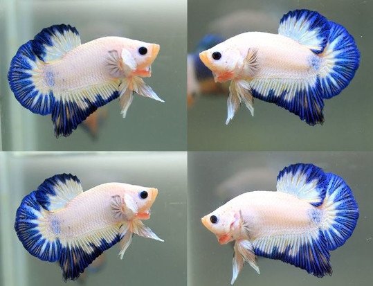 betta plakat blanco y azul