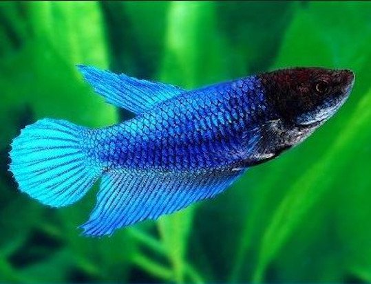 betta cola normal hembra o betta splendens hembra