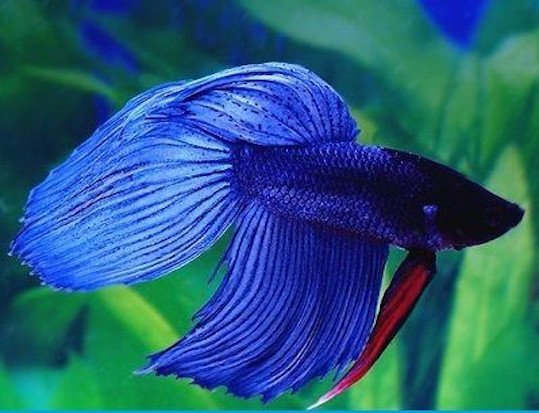 betta cola normal macho azul o betta splendens macho azul