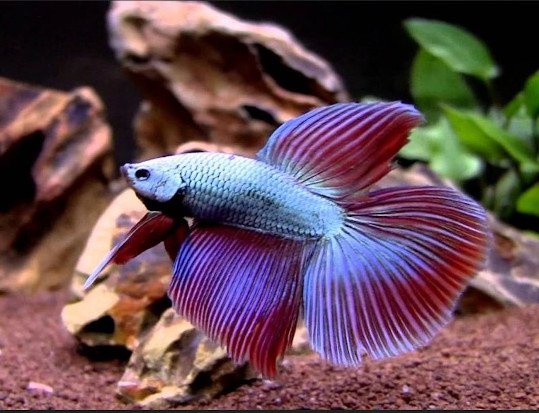pez betta super delta dragon azul y violeta