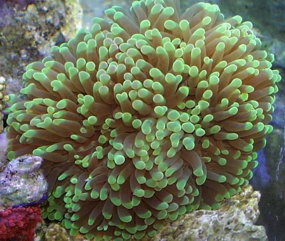 ofilia amarilla coral ofilia viva amarilla de pelo largo