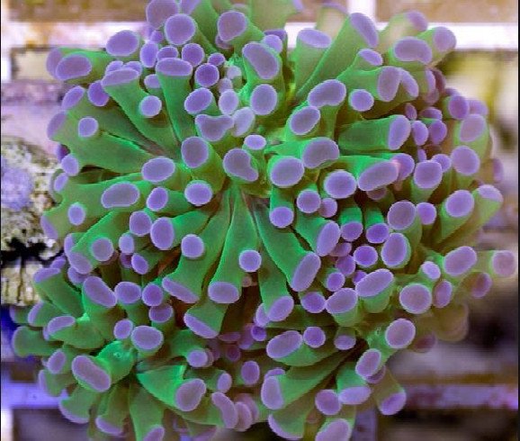ofilia de pelo largo coral ofilia morada de pelo largo