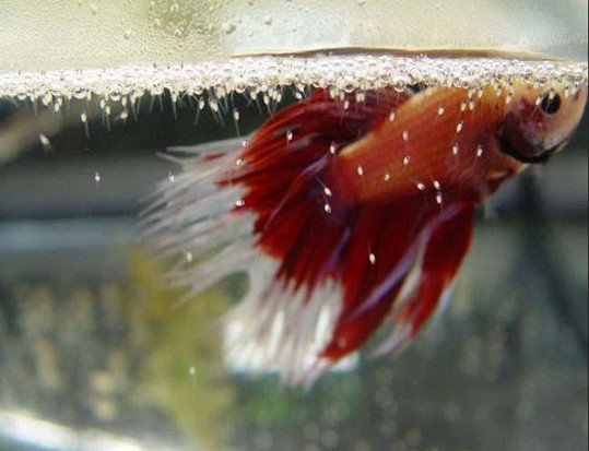 macho pez betta creando nido de burbujas