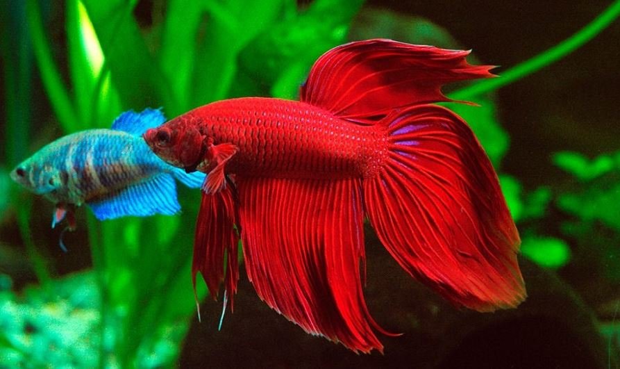 pareja pez betta macho rojo hembra azul