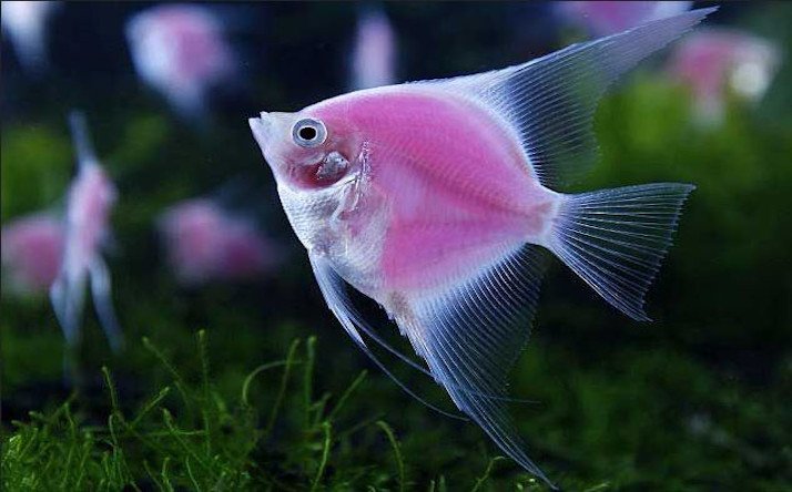 Peces exóticos para pecera pez ángel color rosa en acuario