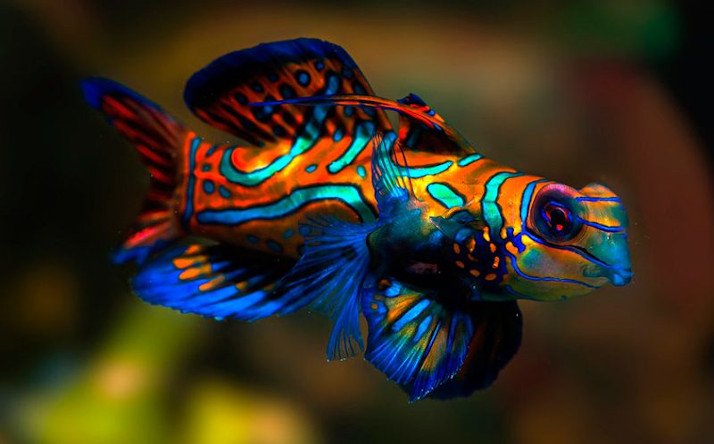Peces exóticos para pecera pez mandarín azul y naranja en acuario