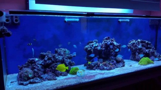 acuario grande para peces