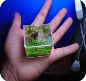 el acuario para peces más pequeño del mundo