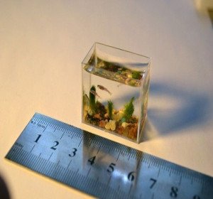 acuario mas pequeño del mundo para peces