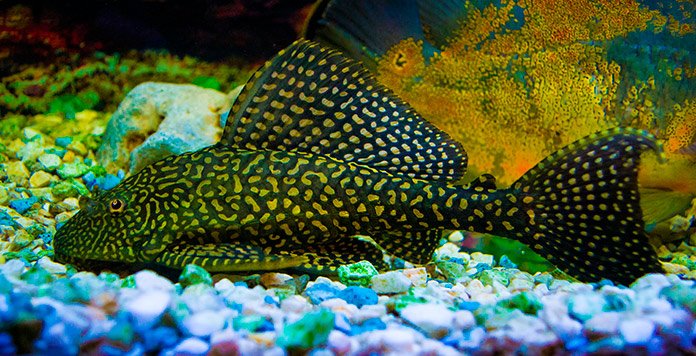 limpiador acuario limpiafondos plecostomus
